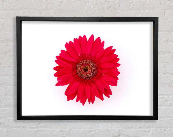 Cerise Gerbera Framed Print