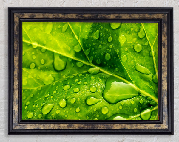 Dewdrop Leaves Framed Print