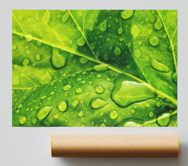 Dewdrop Leaves Giclee Print
