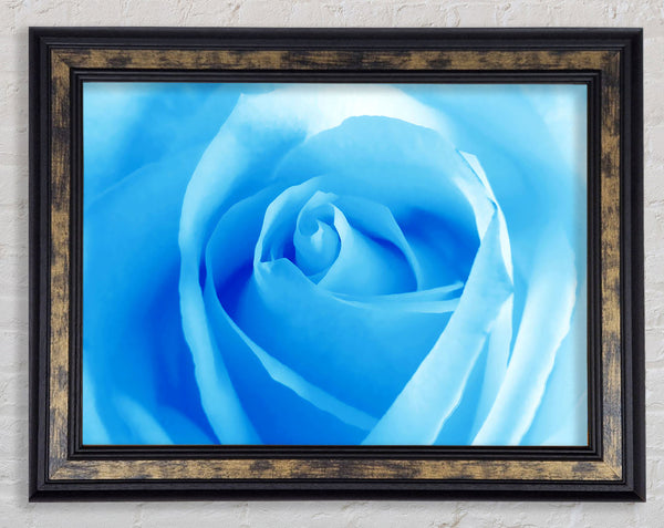 Baby Blue Rose Framed Print