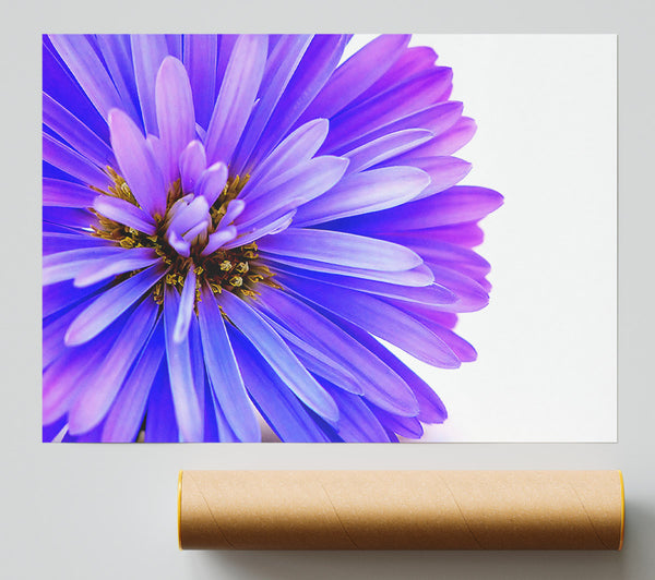 Soft Purple Petals Print