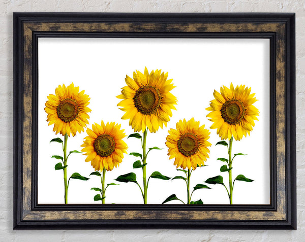 Sunflower Mayhem Framed Print