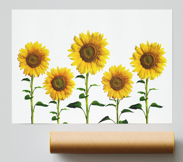 Sunflower Mayhem Print