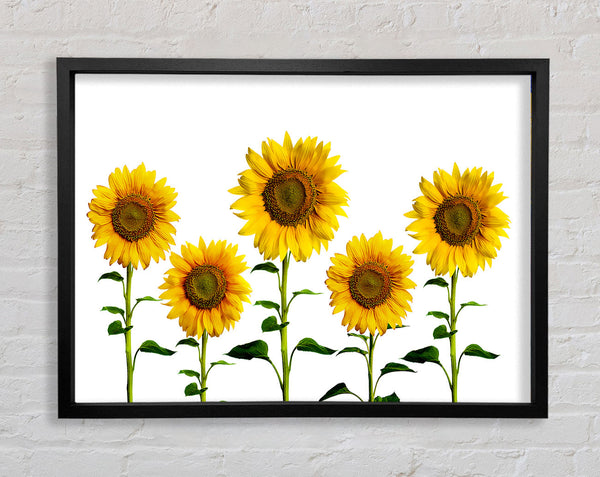 Sunflower Mayhem Framed Print