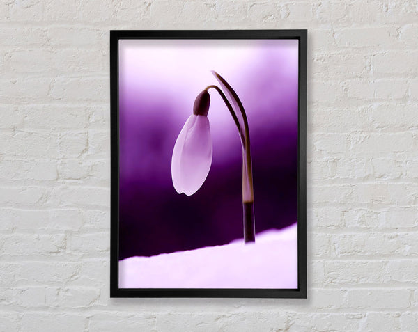 Purple Snowdrop Framed Print