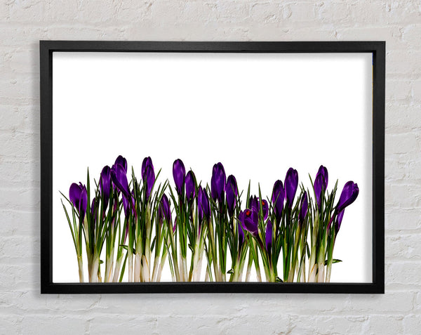 Purple Garden Flowers Framed Print