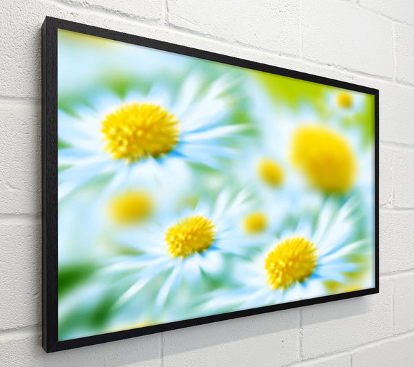 Soft Hue Of White Daisies