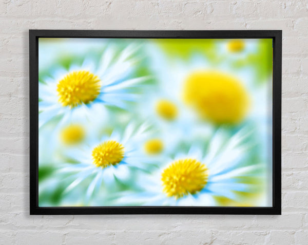 Soft Hue Of White Daisies Framed Print