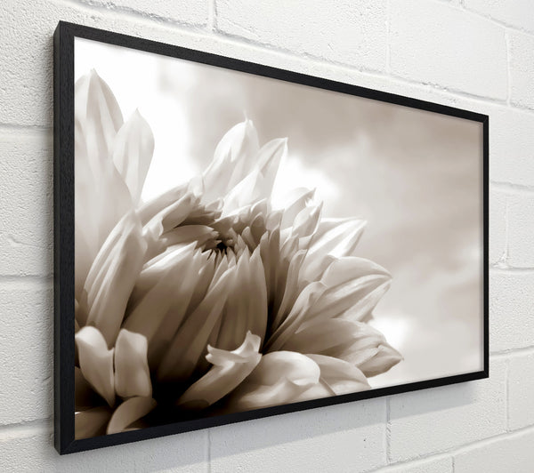 Blossoming Sepia