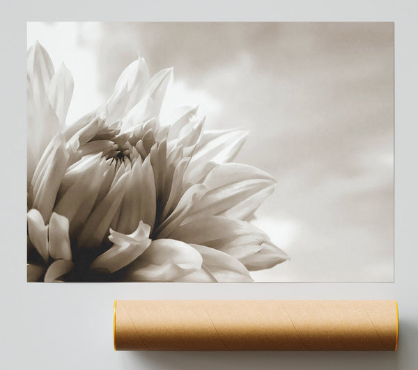 Blossoming Sepia Poster