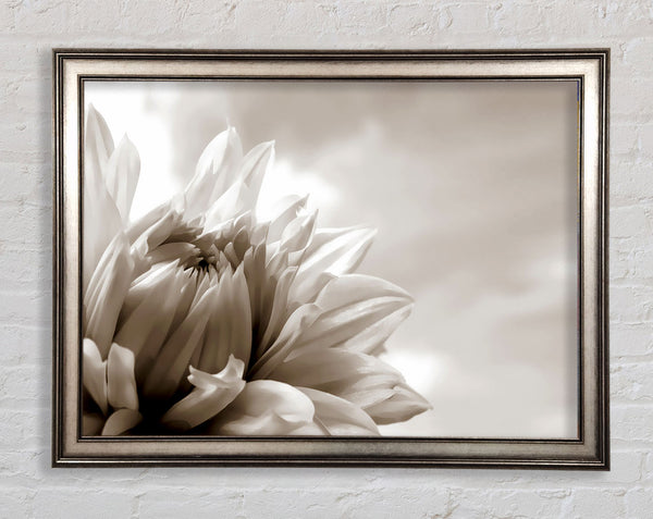 Blossoming Sepia Framed Print