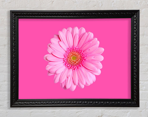 Baby Pink On Pink Gerbera Framed Print
