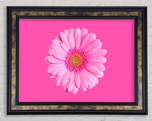 Baby Pink On Pink Gerbera Framed Print