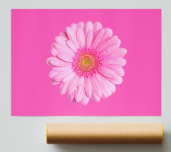 Baby Pink On Pink Gerbera Giclee Print