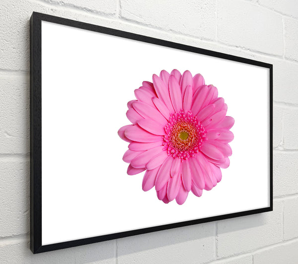 Baby Pink Gerbera Petals