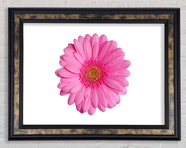 Baby Pink Gerbera Petals Framed Print