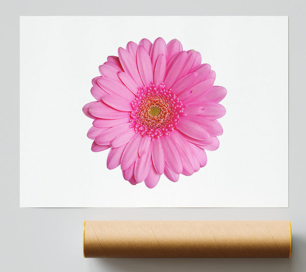 Baby Pink Gerbera Petals Print