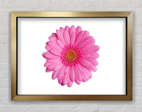 Baby Pink Gerbera Petals Framed Print