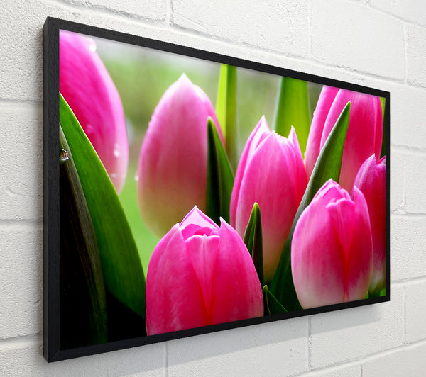 Pink Tulip Garden Surprise