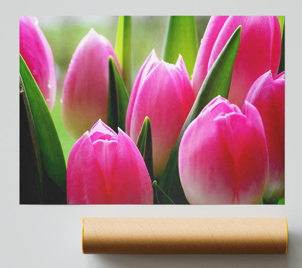 Pink Tulip Garden Surprise Print