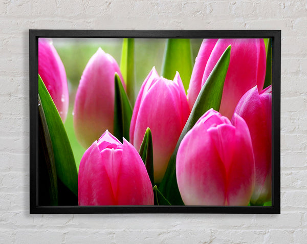 Pink Tulip Garden Surprise Framed Print