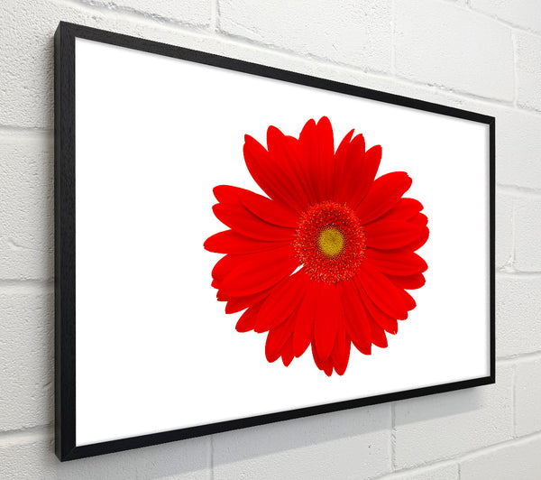 Vibrant Red Gerbera