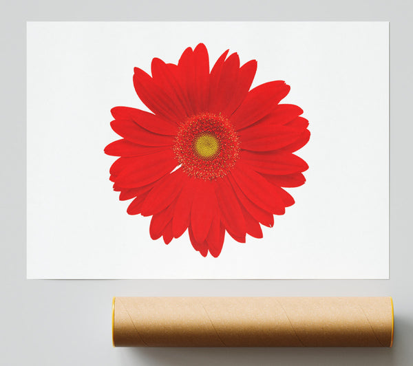 Vibrant Red Gerbera Giclee Print