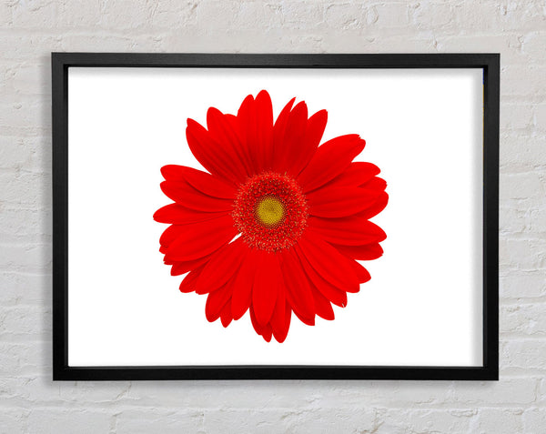 Vibrant Red Gerbera Framed Print