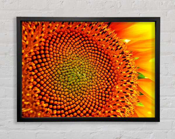 Stunning Sunflower Close-Up Framed Print