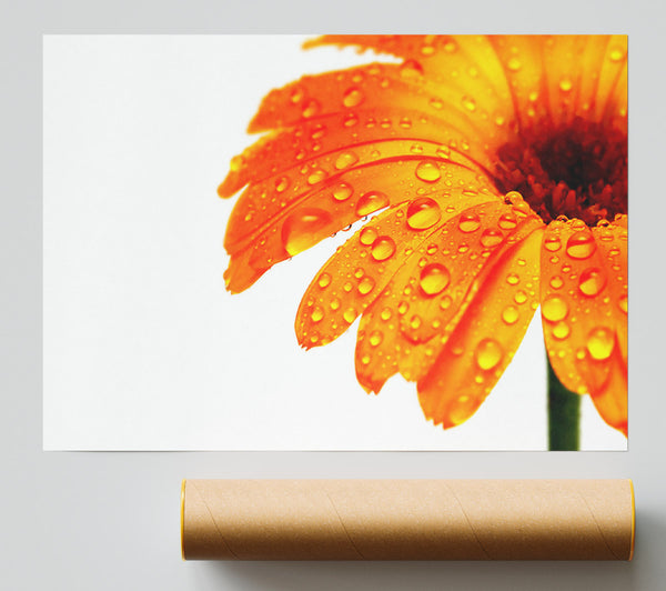 Stunning Fire Glow Petals Poster