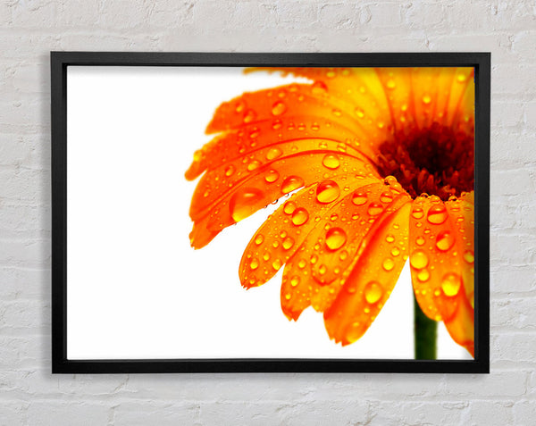 Stunning Fire Glow Petals Framed Print