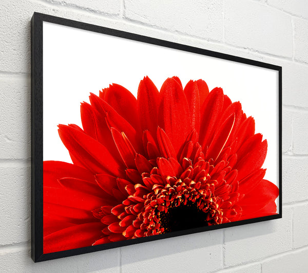 Red Gerbera Head