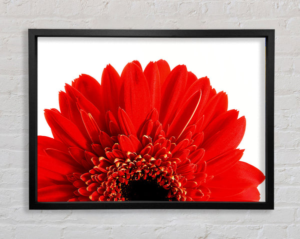 Red Gerbera Head Framed Print