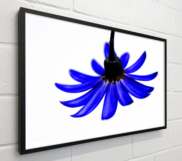 Blue Petals