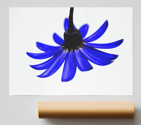 Blue Petals Poster