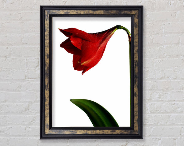 Stunning Red Framed Print