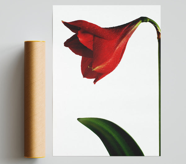 Stunning Red Poster