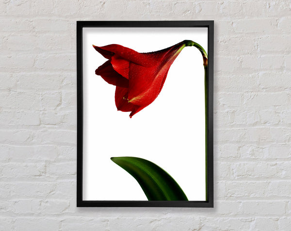 Stunning Red Framed Print