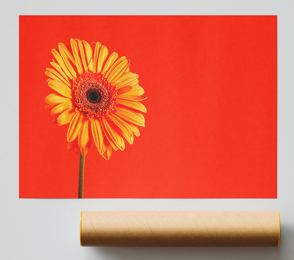 Orange On Orange Gerbera Print