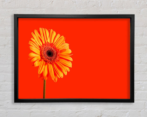 Orange On Orange Gerbera Framed Print