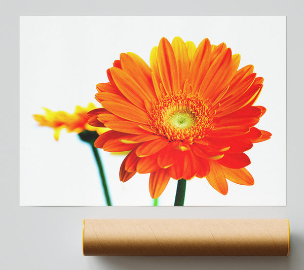 Orange Flames Giclee Print
