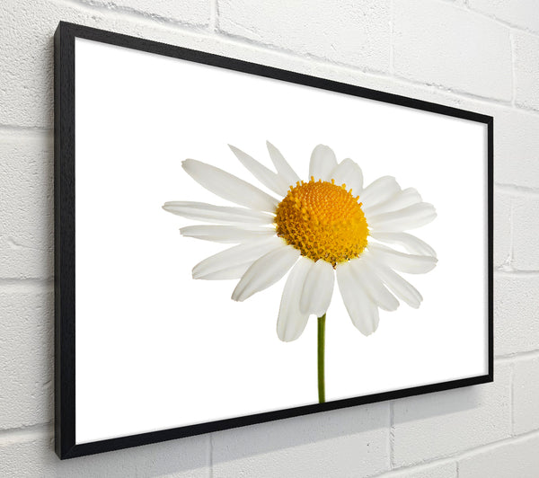 White Daisy Stem