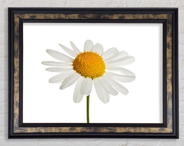 White Daisy Stem Framed Print
