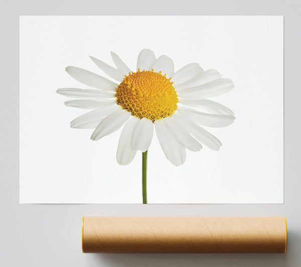 White Daisy Stem Print