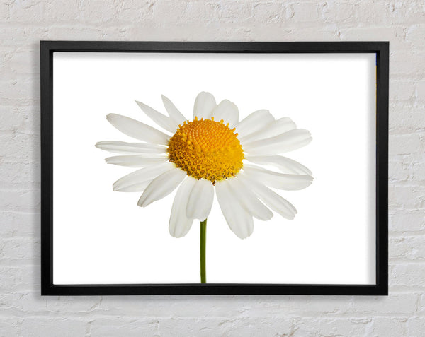 White Daisy Stem Framed Print