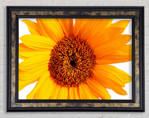 Sunflower Petals Framed Print