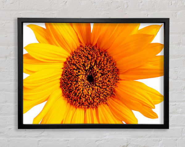 Sunflower Petals Framed Print