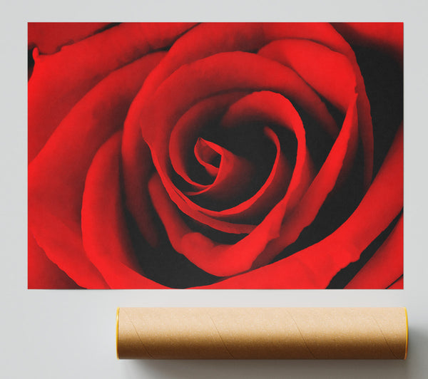 Red Rose Beauty Giclee Print