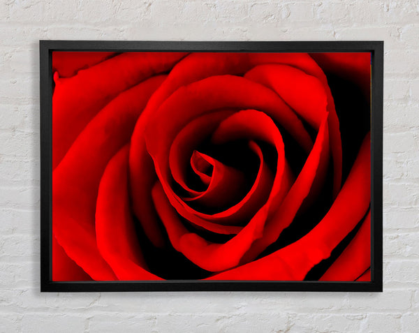 Red Rose Beauty Framed Print