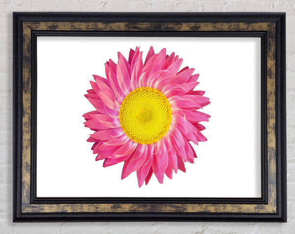 Pink Daisy Twist Framed Print